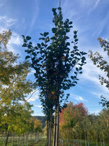Crataegus crus-galli Hahnendorn