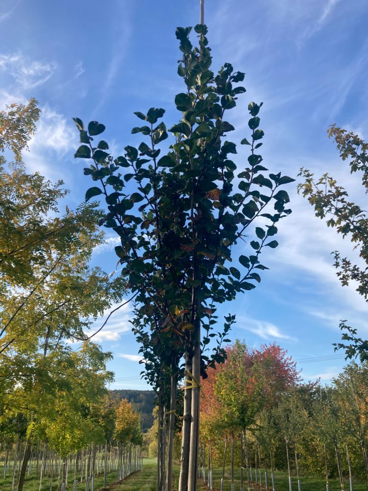 Crataegus crus-galli Hahnendorn