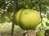 Malus 'Landsberger Renette'            CAC Apfel 'Landsberger Renette'         mittel