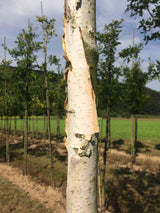 Betula jacquemontii Himalayabirke
