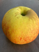 Malus 'Roter Boskoop'                  CAC Apfel 'Roter Boskoop'                 spät