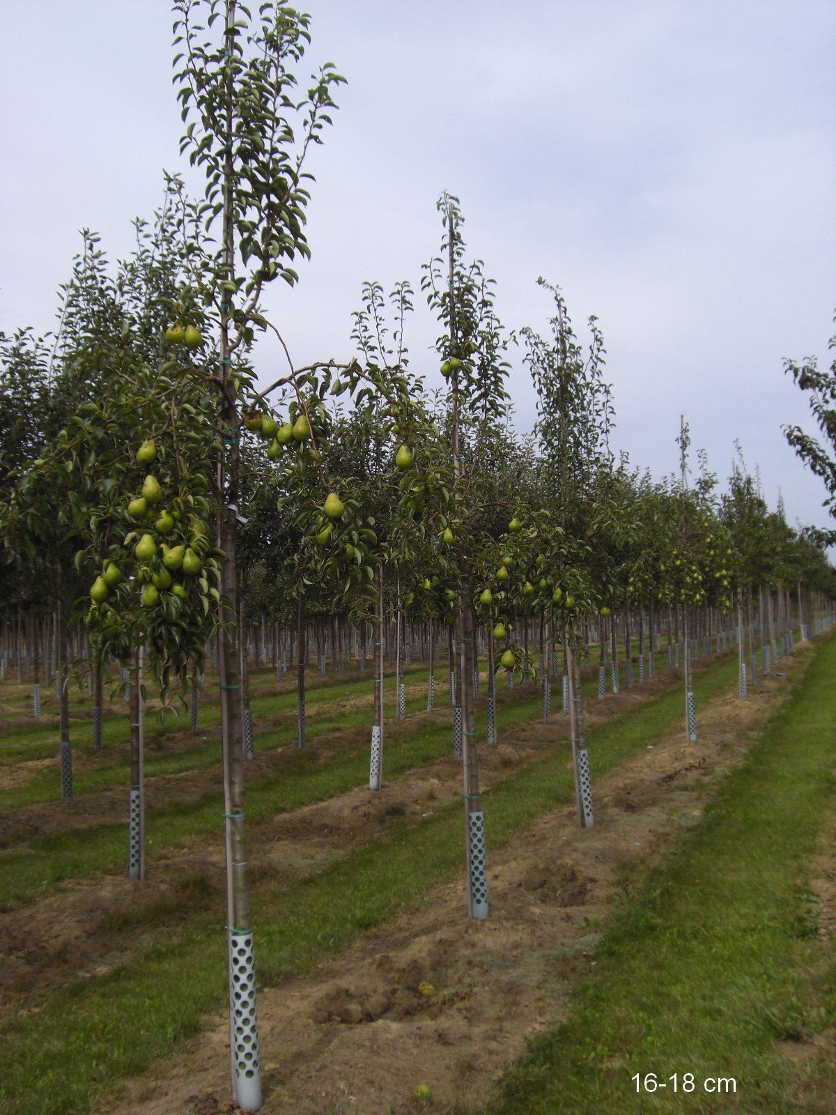 Pyrus com.'Rote Williams Christ'       CAC Birne 'Rote Williams Christ'