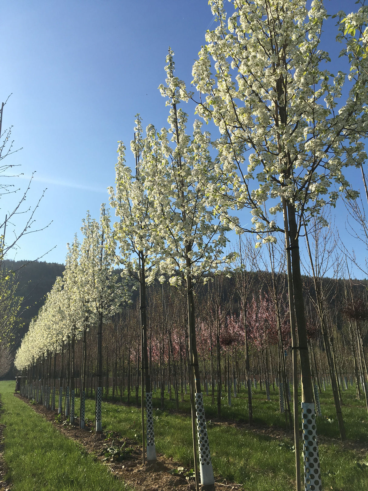 Pyrus calleryana 'Chanticleer' Stadtbirne 'Chanticleer'