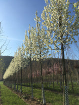 Pyrus calleryana 'Chanticleer' Stadtbirne 'Chanticleer'