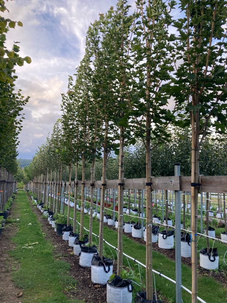 Acer platanoides 'Emerald Queen' Kegelförmiger Spitzahorn 'Emerald Queen'