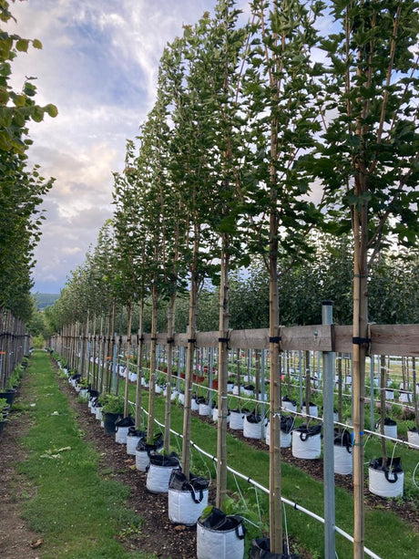 Acer platanoides 'Emerald Queen' Kegelförmiger Spitzahorn 'Emerald Queen'