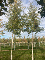 Betula pubescens Moorbirke
