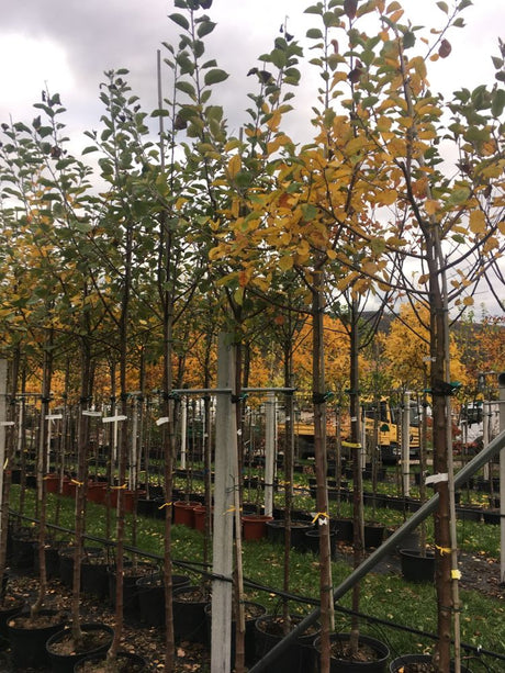 Malus 'Roter Boskoop'                  CAC Apfel 'Roter Boskoop'                 spät
