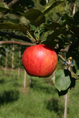 Malus 'Geheimrat Dr. Oldenburg'        CAC Apfel 'Geheimrat Dr.Oldenburg'      mittel