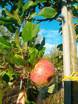 Malus 'Topaz'  -S-                     CAC Apfel 'Topaz'  -S-
