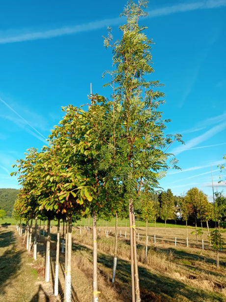Sorbus aucuparia 'Edulis' Eßbare Eberesche