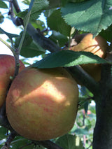 Malus 'Roter Boskoop'                  CAC Apfel 'Roter Boskoop'                 spät