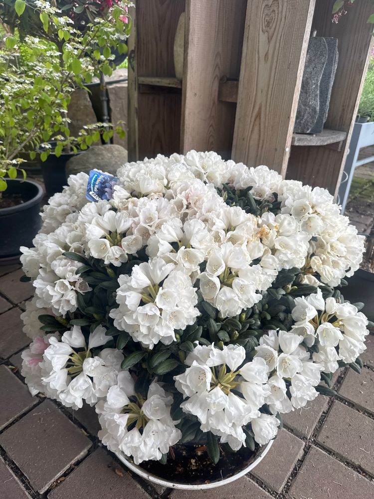 Rhododendron yak.'Koichiro Wada' II Yaku-Rhododendron 'Koichiro Wada'
