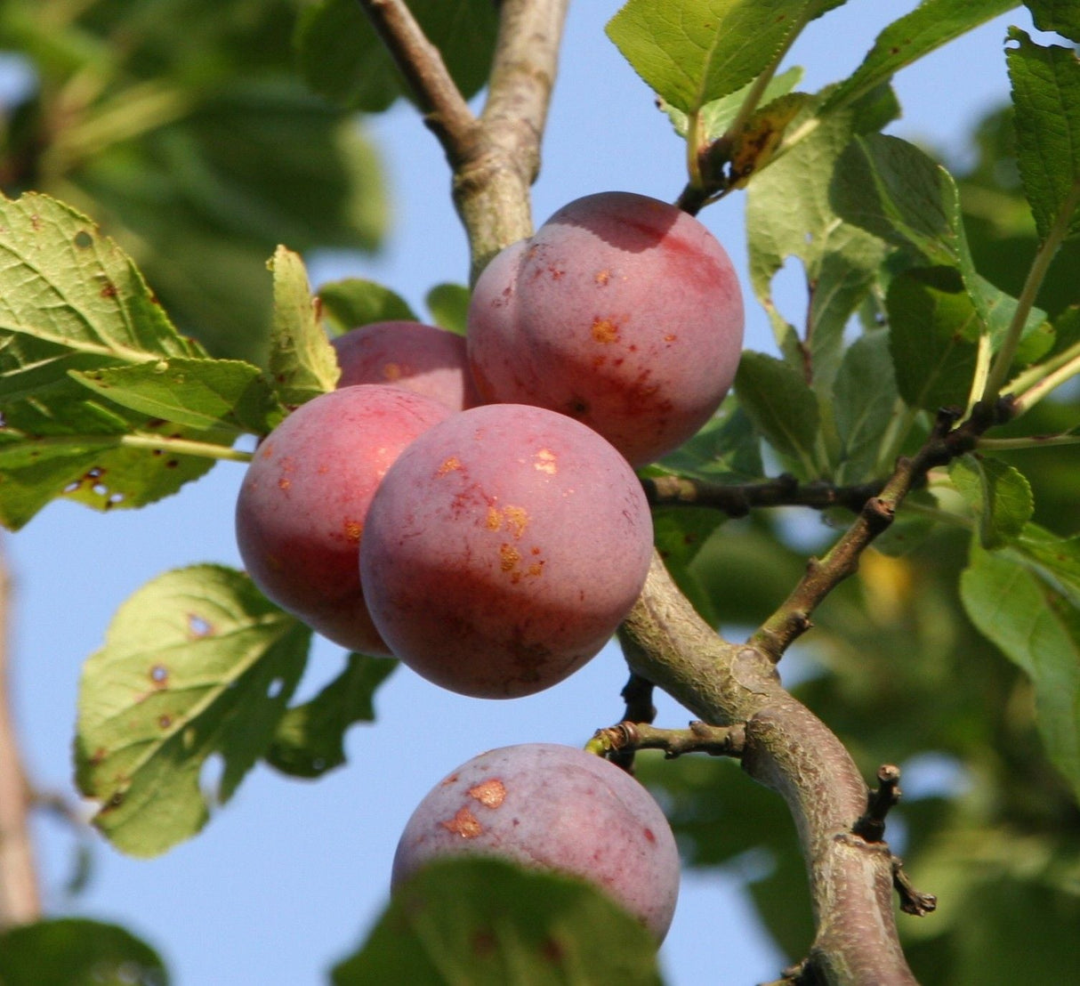 Prunus ital.'Graf Althans Renekl.'     CAC Reneklode 'Graf Althans Reneklode'  mittel