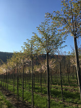 Prunus subhirtella 'Accolade' Frühe Zierkirsche 'Accolade'