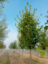 Tilia cordata 'Greenspire' Amerikan.Stadtlinde