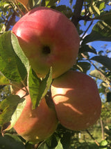 Malus 'Ontario'                        CAC Apfel 'Ontario'                       spät