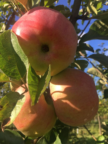 Malus 'Ontario'                        CAC Apfel 'Ontario'                       spät