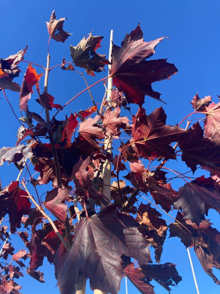 Acer platanoides 'Royal Red' Oregon-Blutahorn 'Royal Red'