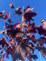 Acer platanoides 'Royal Red' Oregon-Blutahorn 'Royal Red'