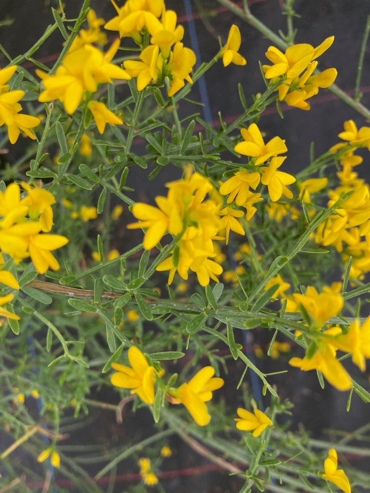 Genista lydia Steinginster
