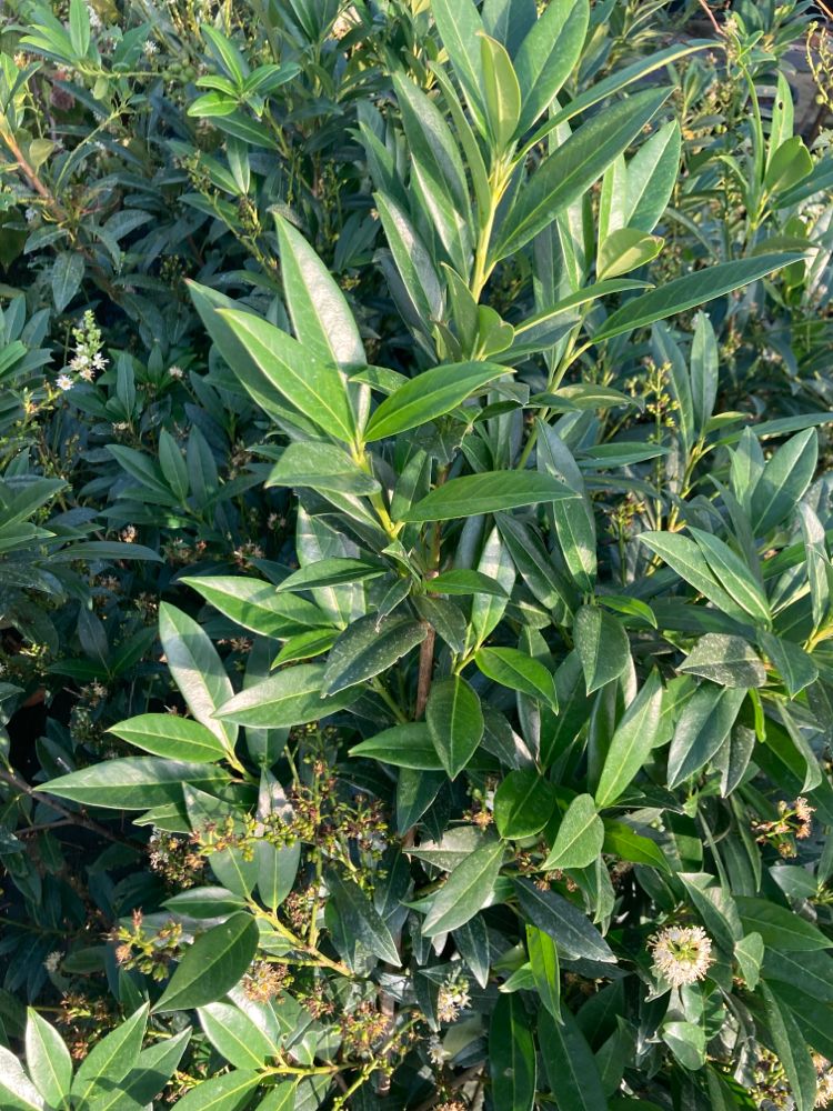 Prunus lauroc.'Herbergii' Aufrechte Lorbeerkirsche 'Herbergii'