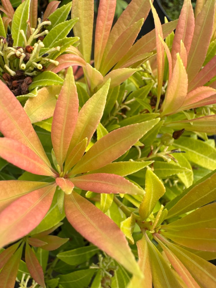 Pieris japonica 'Debutante' Schattenglöckchen 'Debutante'