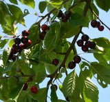 Prunus av.'Schn. Späte Knorpelkir.'    CAC Süßkirsche 'Schneiders Späte Knorpel' 6.KW