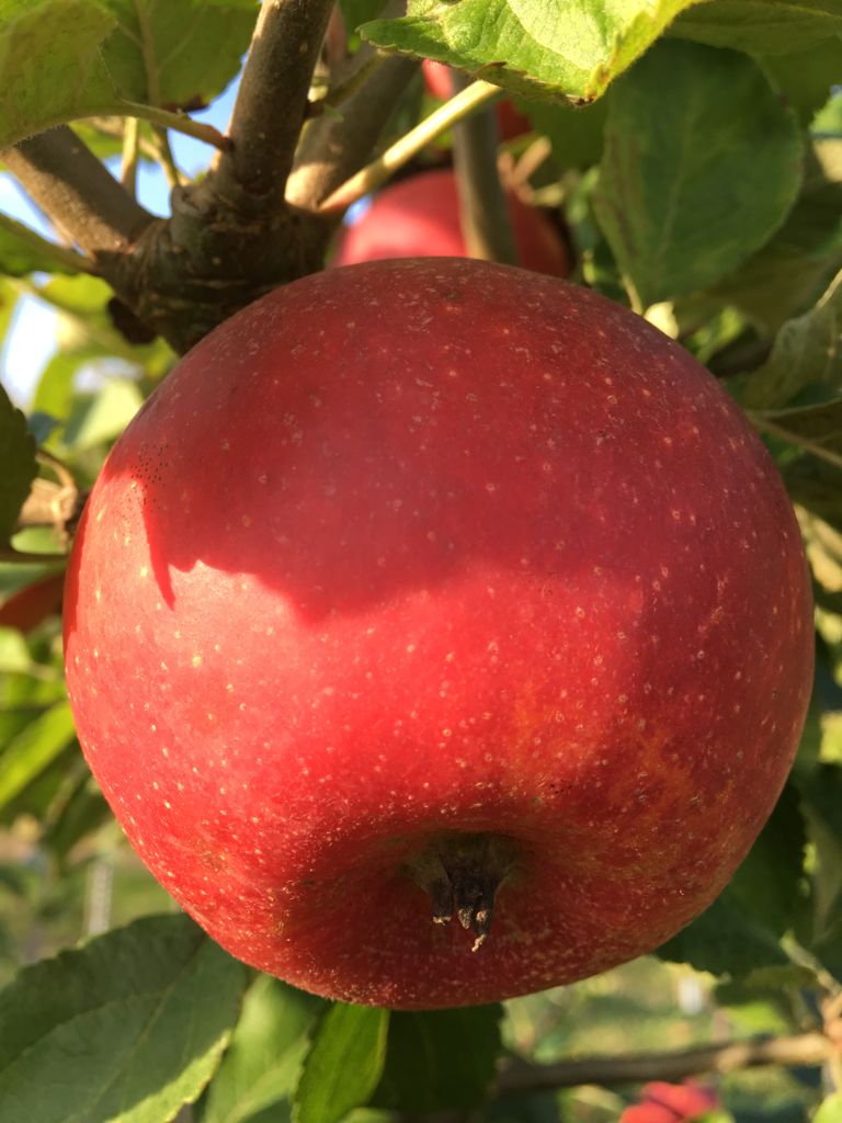 Malus 'Alkmene'                        CAC Apfel 'Alkmene'                     mittel