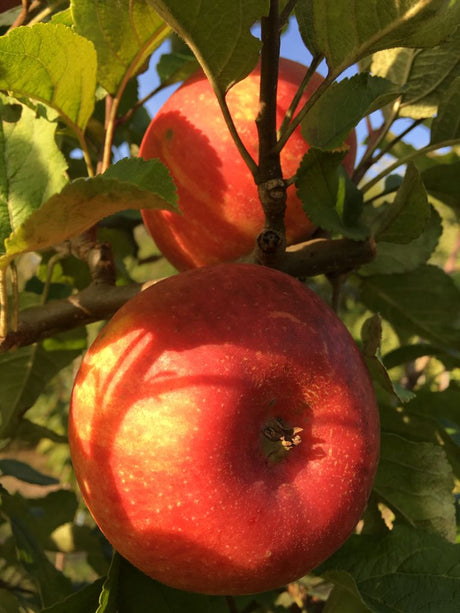 Malus 'Alkmene'                        CAC Apfel 'Alkmene'                     mittel