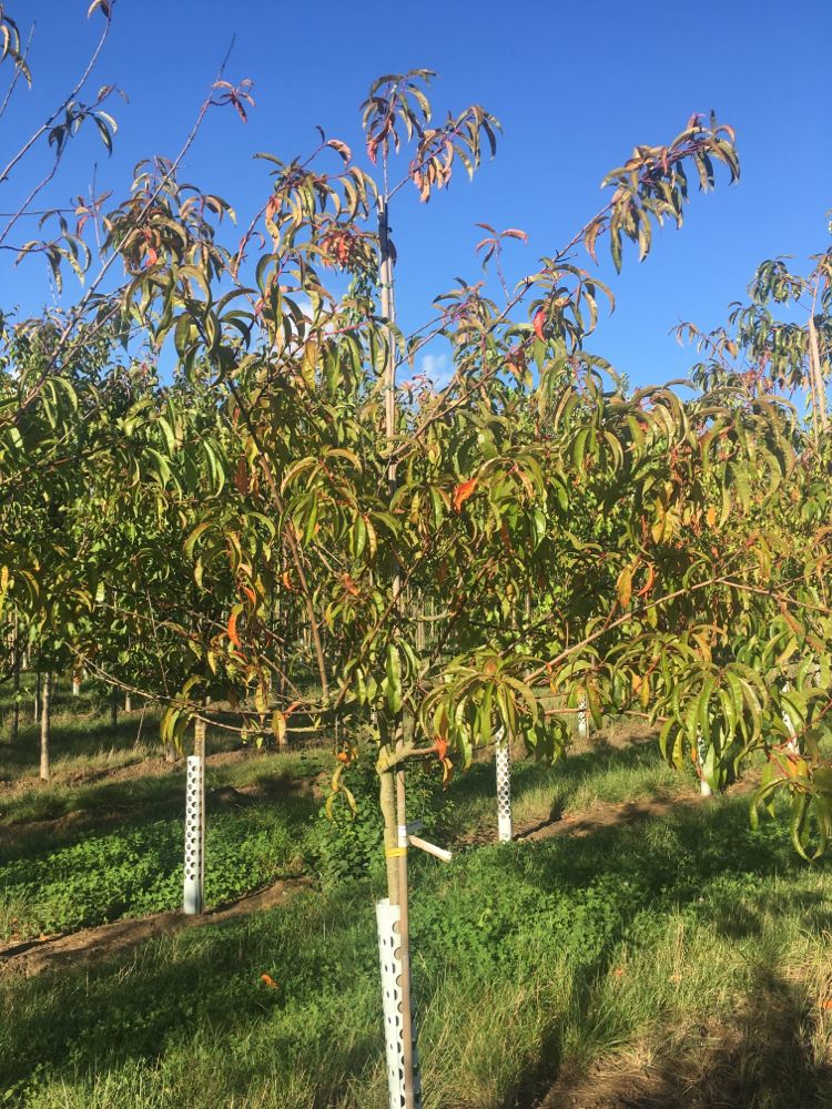 Prunus persica 'Red Haven'             CAC Pfirsich 'Red Haven'