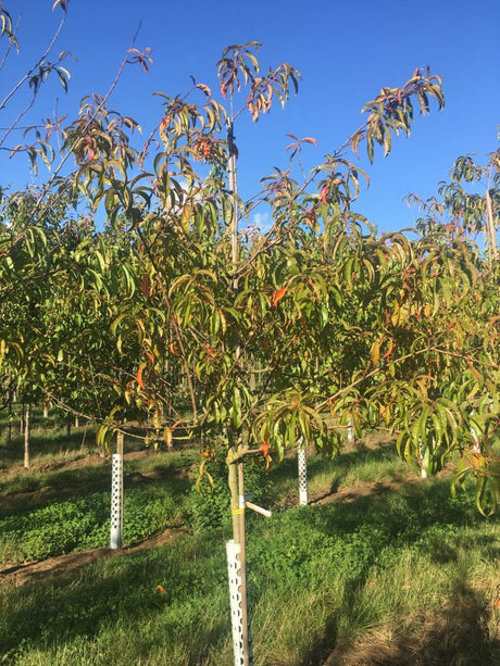 Prunus persica 'Red Haven'             CAC Pfirsich 'Red Haven'