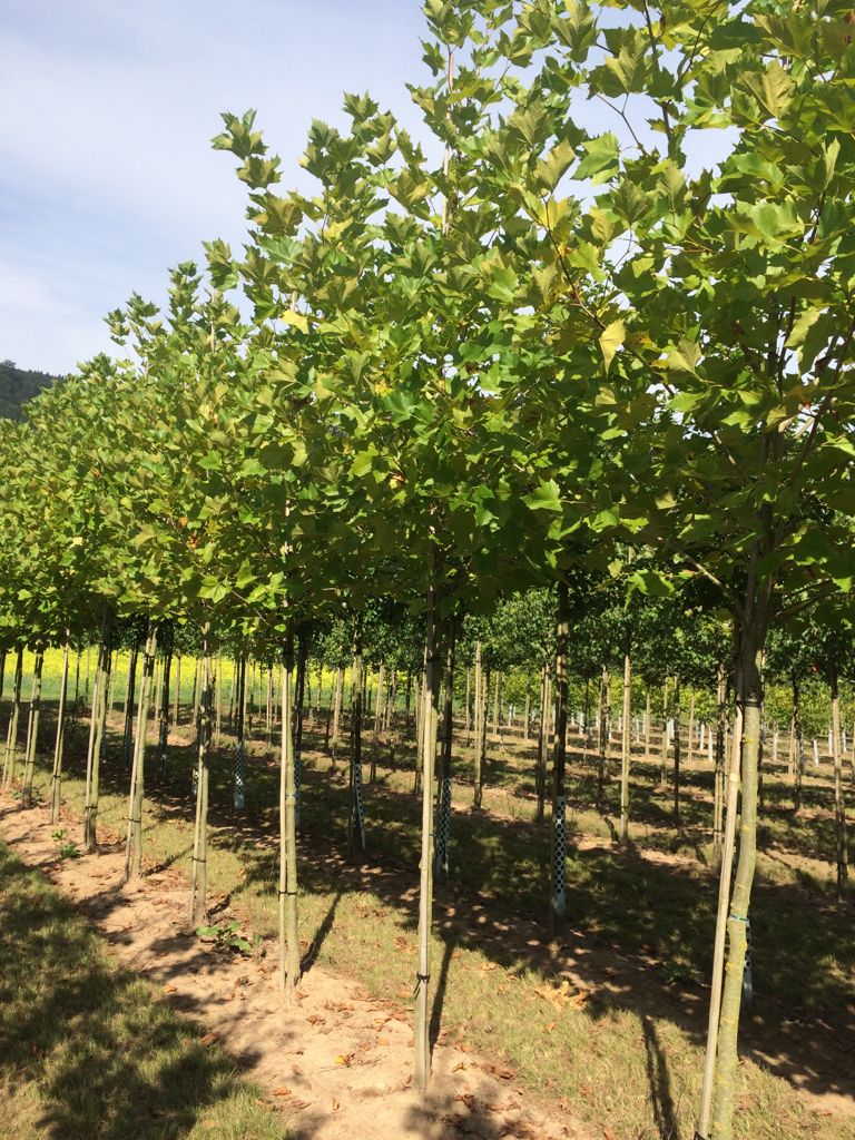 Platanus hispanica Platane