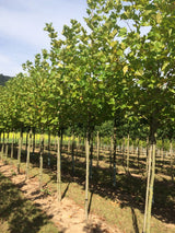 Platanus hispanica Platane