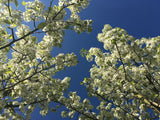 Pyrus calleryana 'Chanticleer' Stadtbirne 'Chanticleer'