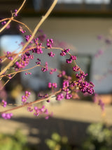 Callicarpa bodinieri 'Profusion' Schönfrucht 'Profusion'