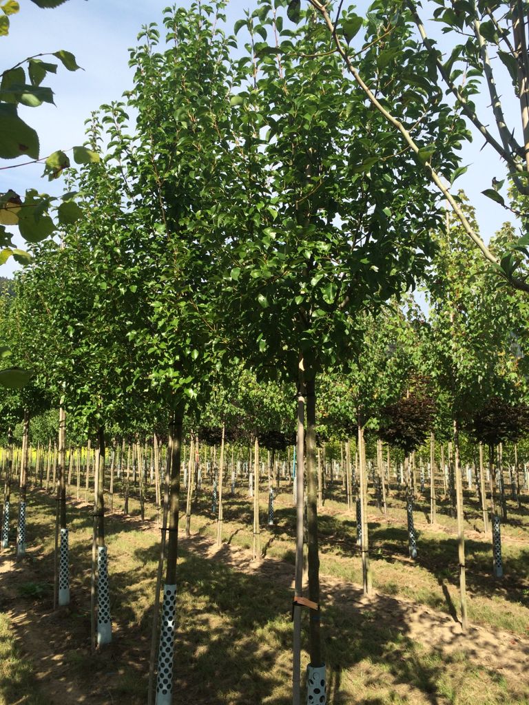 Pyrus calleryana 'Chanticleer' Stadtbirne 'Chanticleer'