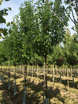 Pyrus calleryana 'Chanticleer' Stadtbirne 'Chanticleer'