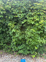 Akebia quinata Fingerblättrige Klettergurke