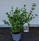 Syringa meyeri 'Palibin' Meyer's Flieder 'Palibin'    Premiumgehölz