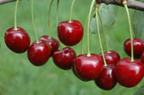 Prunus av.'Hedelfinger Riesenk.'       CAC Süßkirsche 'Hedelfinger Riesenkirsche'7.KW