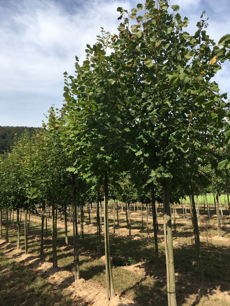 Tilia platyphyllos Sommerlinde