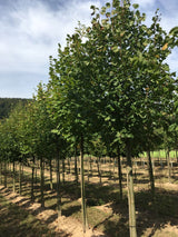 Tilia platyphyllos Sommerlinde