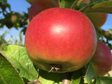 Malus 'Jakob Lebel'                    CAC Apfel 'Jakob Lebel'                 mittel