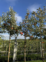 Malus 'Topaz'  -S-                     CAC Apfel 'Topaz'  -S-