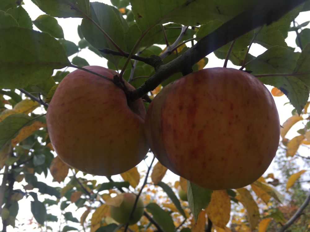 Malus 'Topaz'  -S-                     CAC Apfel 'Topaz'  -S-