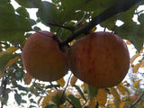 Malus 'Topaz'  -S-                     CAC Apfel 'Topaz'  -S-