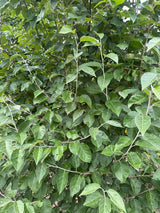 Malus tschonoskii Zierapfel tschonoskii