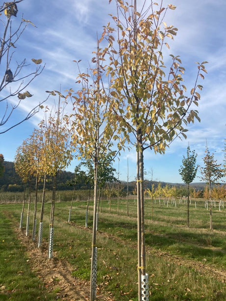 Prunus padus 'Schloss Tiefurt' Traubenkirsche 'Schloss Tiefurt'