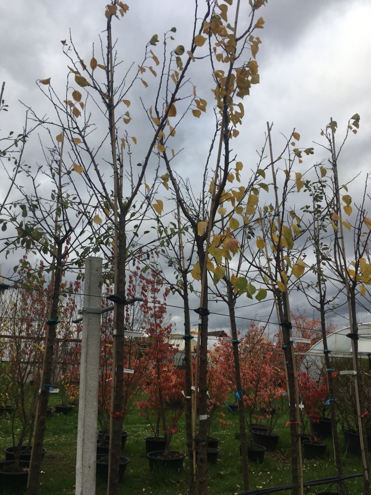 Prunus arm.'Ungarische Beste'          CAC Aprikose 'Ungarische Beste'